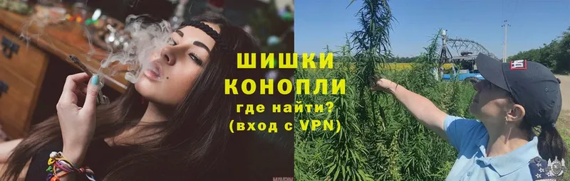 Бошки марихуана THC 21%  Новороссийск 